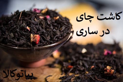 کاشت درخت میوه در ساری